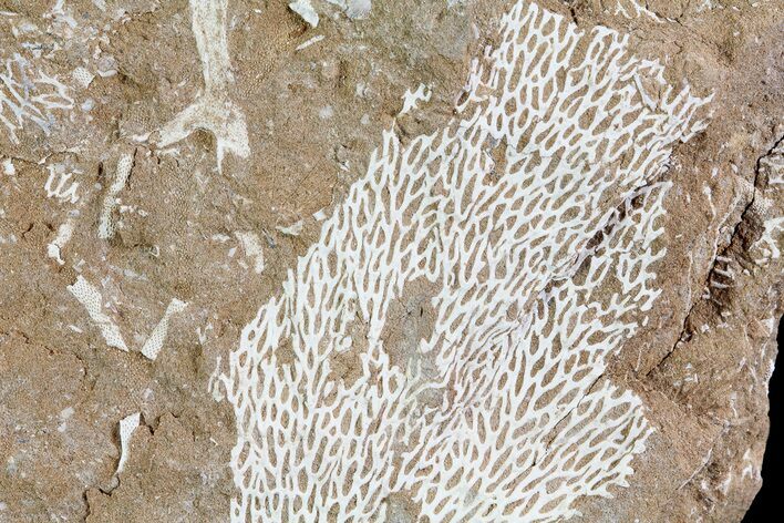Ordovician Bryozoan (Chasmatopora) Plate - Estonia #73496